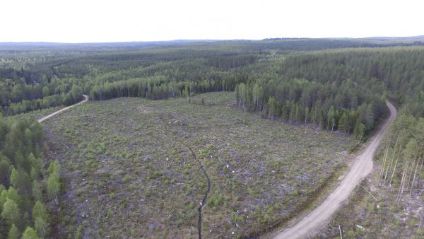 Metsävaratieto sisältää muun muassa tietoja puuston kehitysluokasta, tilavuudesta ja pohjapinta-alasta.(Kuvaaja: Sami Karppinen)