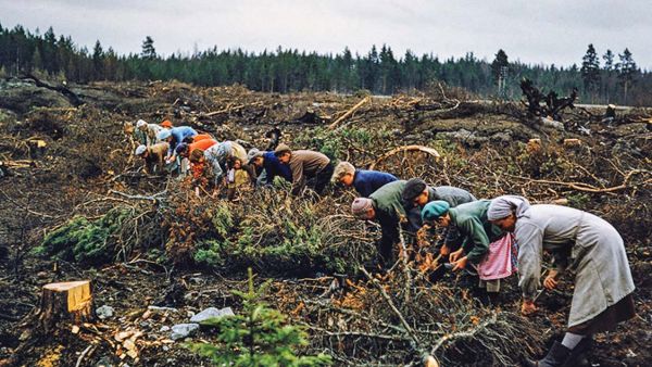 Lapsia ja nuoria kylvämässä paloalueelle puun siemeniä Kalannissa Varsinais-Suomessa vuonna 1956.