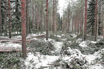 ensiharvennusta