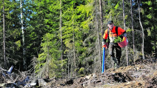 Seuraava istutuspaikka kannattaa katsoa valmiiksi heti kun edellinen taimi on maassa. Se nopeuttaa työskentelyä, tietää yrittäjämetsuri Esa Isoranta. (Kuvaaja: Sami Karppinen)