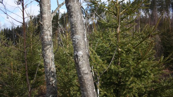 Taimikonhoidossa säästetyistä riistatiheiköistä muodostuu tulevissa hakkuissa säästöpuuryhmiä. (Kuvaaja: Valtteri Skyttä)