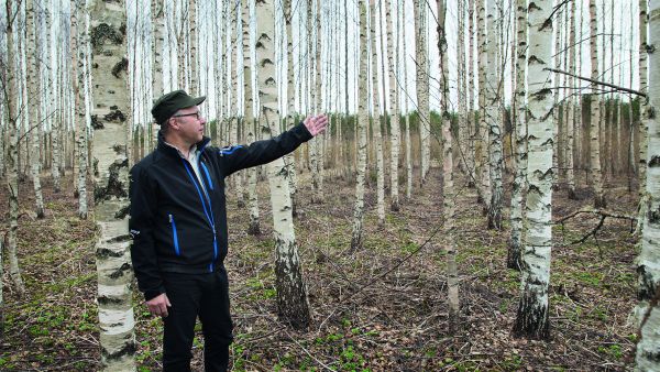 Koivukuidun ylitarjonnan vuoksi tämäkin kiireellinen peltokoivikon harvennus on jäänyt rästiin, Pekka Nuutinen näyttää. (Kuvaaja: Johanna Kokkola)