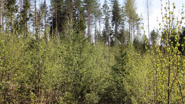 taimikko raivauksen tarpeessa