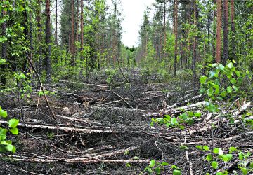 Saran keskelle on tehty ura uutta ojaa varten. Kantavuutta lisäävät hakkuutähteet vaikeuttavat siistin ojan tekoa. (Kuvaaja: Matti Kärkkäinen)