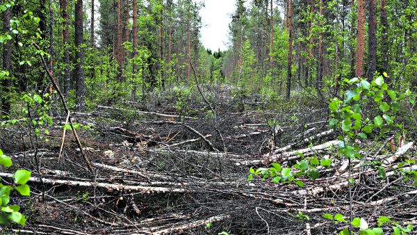 Saran keskelle on tehty ura uutta ojaa varten. Kantavuutta lisäävät hakkuutähteet vaikeuttavat siistin ojan tekoa. (Kuvaaja: Matti Kärkkäinen)