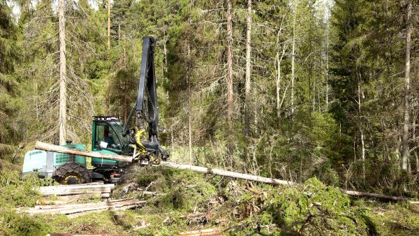 Metsäkoneenkuljettaja Jani Sälliluoma hakkasi kesäkuun alkupuolella kuusitukkeja Lavialla Satakunnassa sijaitsevassa päätehakkuuleimikossa. (Kuvaaja: Janne Ruotsalainen)