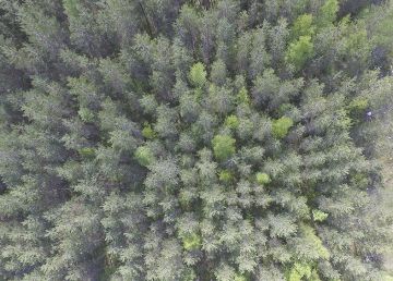 Neljässä vuodessa Suomen puusto on lisääntynyt noin 110 miljoonaa kuutiometriä. (Kuvaaja: Sami Karppinen)