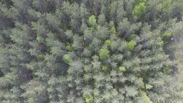 Neljässä vuodessa Suomen puusto on lisääntynyt noin 110 miljoonaa kuutiometriä. (Kuvaaja: Sami Karppinen)