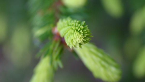 Kuusenkerkät kuuluvat pitkään luetteloon sellaisista luonnon antimista, joihin ei jokamiehenoikeudenkaan perusteella ole lupa kajota.  