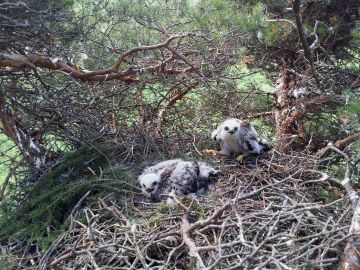 Hiirihaukan poikaset männyn tuulenpesään rakennetussa pesässä. Havupuiden tuulenpesät kannattelevat hyvin haukanpesiä. (Kuva: Pasi Makkonen)