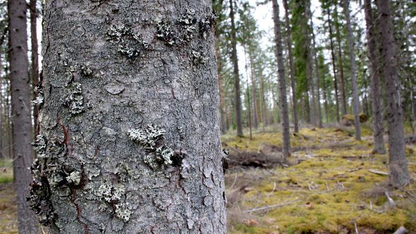 Kuusikon päätehakkuu on ajankohtainen, kun puuston keskiläpimitta 1,3 metrin korkeudelta on Etelä-Suomessa 26-32 senttimeriä, Väli-Suomessa 25-30 ja Pohjois-Suomessa 22-26 senttiä. Kuva: Valtteri Skyttä