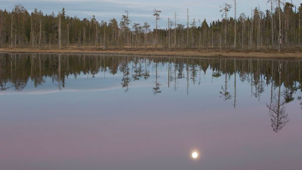 Täysikuu Martinselkosen lammella alkukesällä. Kuva: Ari Komulainen