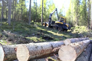 Syyskauden ennuste on, että metsissä tapahtuu. PH-Forest korjasi hiljattain leimikon Petäjävedellä. Tukit sahataan Juupajoella JPJ-Woodin sahalla. (Kuvaaja: Sami Karppinen)