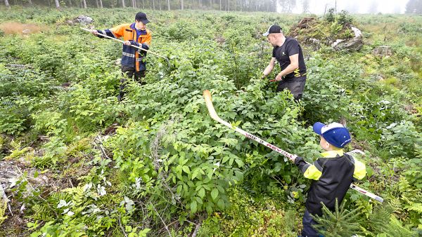 Tähän istutettiin kuusentaimet 2016. Nyt vatukkoa on niin paljon, että taimet tukehtuvat ilman heinäämistä. (Kuvaaja: Juha Tanhua)