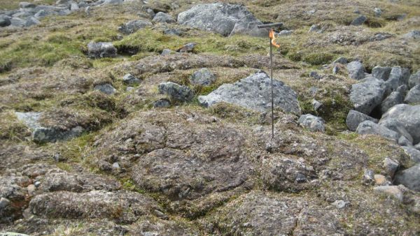 Kuvassa on voimakasta routakuohuntaa Kilpisjärvellä noin 800 metriä meren pinnan yläpuolella.  (Kuvaaja: Juha Aalto)