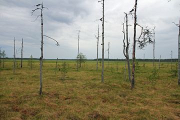 Pitkänevan alue Pohjois-Pohjanmaalta suojeltiin valtioneuvoston asetuksella.  (Kuvaaja: Ari Meriruoko)