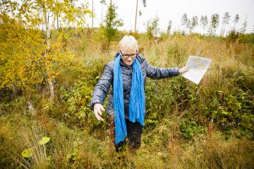 Uudelle metsänomistajalle voi tulla yllätyksenä, että taimikko on täynnä kuoppia ja heinää. Taustalla näkyvät siemenpuumännyt odottavat Irja Koskelan ensimmäistä puukauppaa. (Kuvaaja: Seppo Samuli)