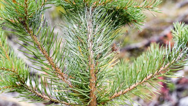 Syksyllä ruiskutettu Trico-lampaanrasvakarkote suojaa männyntaimea hirvien syönniltä talven yli. Karkote valkaisee neulaset. Trico toimii niin havu- kuin lehtipuiden suojauksessa. Suojeltavan taimikon tulee olla kuiva ja seuraavan vuorokauden sateeton ja kasteeton.  