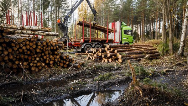 Puutavara-auton kuljettaja Saara Ruuskanen lastasi mäntytukkia kyytiin lokakuun lopulla Karjalohjalla Uudellamaalla. Runsaiden sateiden vuoksi hakkuita jää Etelä-Suomen metsäteiden varsilla tänä syksynä tekemättä. (Kuvaaja: Seppo Samuli)