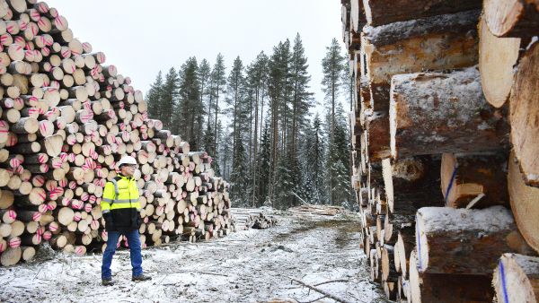 Syksyn puukauppa on sateisen sään takia keskittynyt sellaisille metsätiloille, joille on tieyhteys, kertoo UPM:n metsäasiakaspäällikkö Arto Lammi. Hän seurasi marraskuun alussa hakkuun edistymistä Vimpelissä Etelä-Pohjanmaalla sijaitsevalla hakkuualalla. (Kuvaaja: Esko Keski-Vähälä)