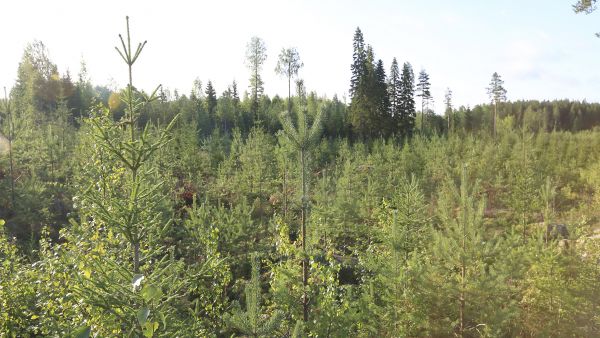 Yksi tämän ajan metsänhoidon virheistä? Kuusta istutetaan hirvituhojen pelossa männyn kasvupaikoille. (Kuvaaja: Sami Karppinen)