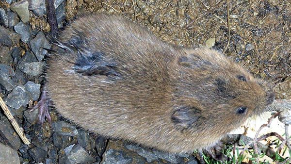 Myyräkannoille on tyypillistä säännöllinen kannanvaihtelu, jolloin myyrien määrä vaihtelee muutaman vuoden välein (kuvaaja: David Perez).