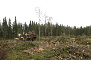 Kuusitukin kysyntä on tällä hetkellä erittäin hyvä, mutta korjuukelpoiset kohteet ovat kortilla. Metsätyö Mannisen Toni Manninen ajoi tukkia metsätien varteen Päijänteen Metsänhoitoyhdistyksen korjuupalvelun työmaalla Jyväskylän Nyrölässä. (Kuvaaja: Sami Karppinen)