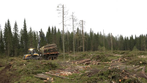 Kuusitukin kysyntä on tällä hetkellä erittäin hyvä, mutta korjuukelpoiset kohteet ovat kortilla. Metsätyö Mannisen Toni Manninen ajoi tukkia metsätien varteen Päijänteen Metsänhoitoyhdistyksen korjuupalvelun työmaalla Jyväskylän Nyrölässä. (Kuvaaja: Sami Karppinen)