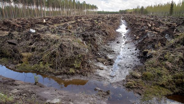 Soiden ojituksen ja voimakkaan maanmuokkauksen on todettu lisäävän vesistöjen ravinnekuormitusta. (Kuvaaja: Mikko Riikilä)