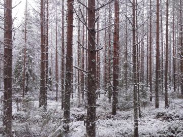 Tyypillinen näkymä UPM:n Kainuun myyntikohteilla. Männikkö on viljelty aurattuun maahan, puuston kasvu on hyvä eikä laadussakaan ole moitittavaa. Kuva: Hannu Liljeroos