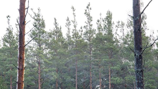 Pystynävertäjien syömien puiden latvukset ovat muuttuneet piikkimäisiksi raumalaisessa metsässä. (Kuvaaja: Mikko Riikilä)