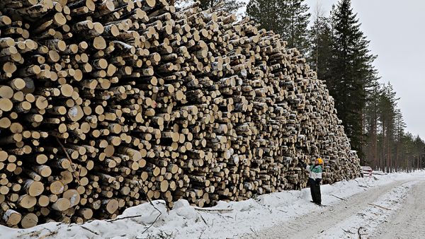 Hyvin kunnossa pidetty metsätie rohkaisee suuriin savotoihin.  