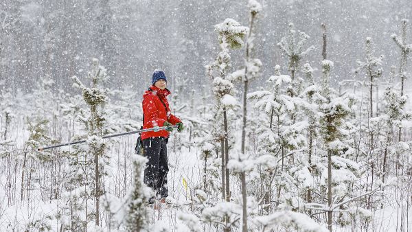 Loviisalaiseen mäntytaimikkoon on tehty hirvivahinkoarvio uusilla korvausperusteilla viime vuonna. Metsäneuvoja Miriam Stenvallin mukaan etelärannikolla on liikkunut huhu, että metsänomistaja ei saa hirvivahinkokorvauksia, jos hän ei ole vuokrannut maitaan metsästykseen. Se ei pidä paikkaansa. (Kuvaaja: Seppo Samuli)