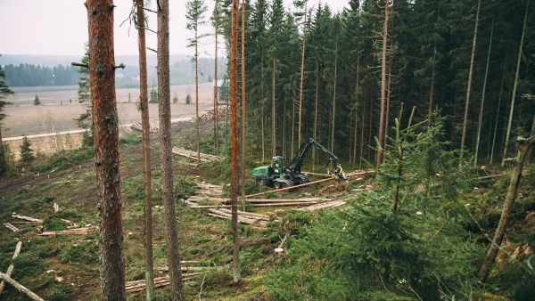 Runkohinnoittelussa käyttöpuulle on vain yksi kuutiohinta, mutta sen laskeminen perustuu tukki- ja kuitupuun hintoihin ja niiden määrien suhteeseen. (Kuvaaja: Seppo Samuli)