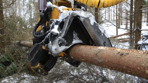 Hakkuiden katkonta on ostajan ja myyjän erilaisten intressien yhteensovittamista. (Kuvaaja: Sami Karppinen)