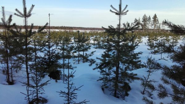 Pohjois-Satakunnassa oli kaupan 92 hehtaarin suuruinen metsätila, jossa oli erinomaisia kasvatusmetsiä ja taimikoita. Taimikoiden ala oli yhteensä 27 hehtaaria. Tilan hintapyyntö oli 225 000 euroa. Kuva: Hannu Liljeroos