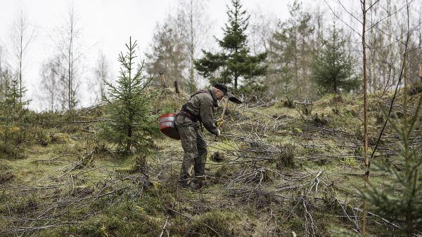 Kuokkaistuttajan työmaa oli viitisentoista vuotta vanha uudistamatta jäänyt hakkuuaukko. jonka oli vallanut sankka pihlajikko ja vesakko. Matti Turunen heiluttaa istutuskuokkaa raivattujen vesojen keskellä. (Kuvaaja: Ari Komulainen)
