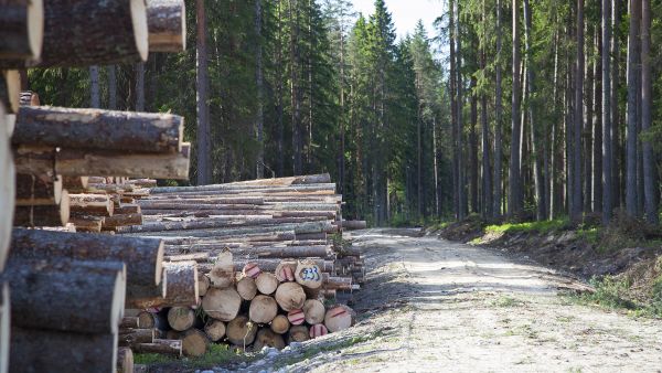 Yhä raskaammiksi käyvät puukuljetukset haastavat metsätiet, jotka on rakennettu nykyistä kevyemmälle autokalustolle.  