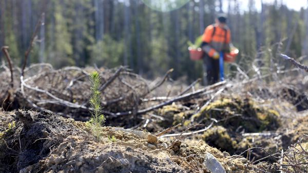 Taimen istuttaminen muokattuun maahan parantaa sen kasvuunlähtöä. (Kuvaaja: Sami Karppinen)