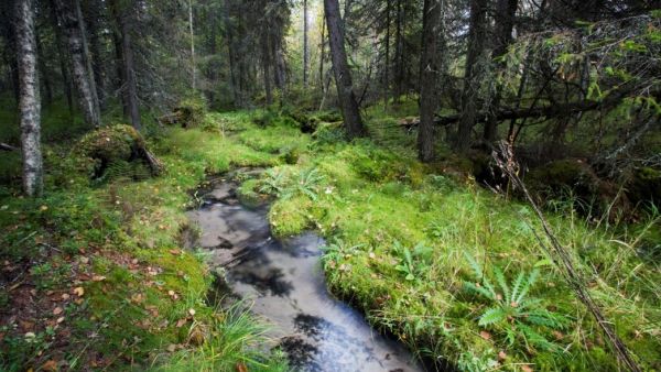 Luontoasiat ovat olleellinen osa metsätalouden kestävyyttä. Ne huomioidaan osana toimenpiteiden suunnittelua tai erillisinä asioina ympäristötukina tai käsittelystä ulos rajaamalla.