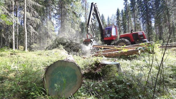  Vilkkaan puukaupan ja kuivien kelien ansiosta metsäkoneenkuljettajilla on ollut poikkeuksellisen työteliäs alkukesä. Metsäpalvelu Hiekkalan hakkuukoneenkuljettaja Henri Mäkisalo korjasi päätehakkuuleimikkoa Äänekosken Hirvaskankaalla juhannusviikolla. Kuva: Sami Karppinen