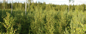 Myyntikohteiden kuvailuissa ollaan välillä hyvin niukkasanaisia. Joskus kuvauksessa saattaa lukea esimerkiksi vain 