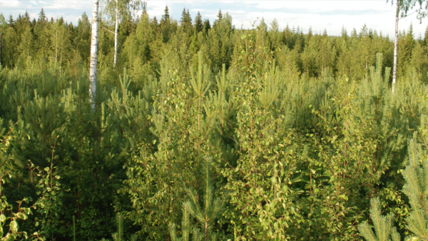 Myyntikohteiden kuvailuissa ollaan välillä hyvin niukkasanaisia. Joskus kuvauksessa saattaa lukea esimerkiksi vain 