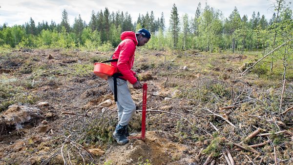 Taimi mahdollisimman keskelle mätästä, sen korkeimpaan kohtaan. Musa Rahmanille taimien istutus on maistunut kesätyönä jo kuuden vuoden ajan. Kesäkuu on pohjoisen istutuskuukausi. (Kuvaaja: Juha Ollila)