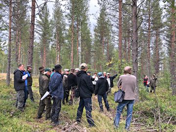 Osaran aukealla kasvava metsä on harvennettu jo kahteen kertaan. (Kuvaaja: Eliisa Kallioniemi)