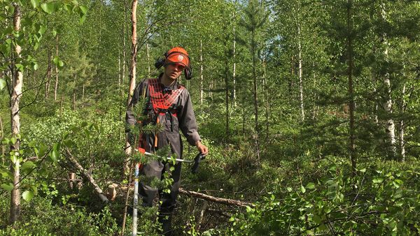 Mikko, KEnen MEtsässä RAivaat?