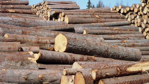 Kuusitukeista on maksettu tänä vuonna jopa 75 euroa kuutiolta ja mäntytukeista 74 euroa kuutiolta, Metsälehden kysely kertoo. (Kuvaaja: Mikko Häyrynen)