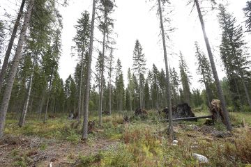 Talousmetsät näyttävät pahimmiltaan tältä, jos metsänhoito hallinnollisin päätöksin pakotetaan jatkuvapeitteiseksi.  (Kuvaaja: Sami Karppinen)