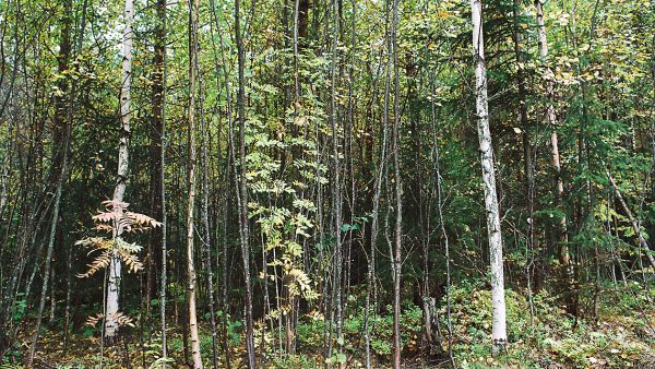 Metsänhoidon rästeistä on viime vuosina pidetty kovaa ääntä. Tuoreimman VMI:n mukaan tällaiset metsät ovat vähentyneet. (Kuvaaja: mikko riikilä)