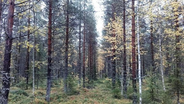 Lapin auraamalla ja viljelemällä perustetut nuoret metsät kasvavat yllättävän hyvin. Kuva Kemijärven yhteismetsän mailta on otettu Metsälehden lukijamatkalla syyskuussa. Kuva: Hannu Liljeroos
